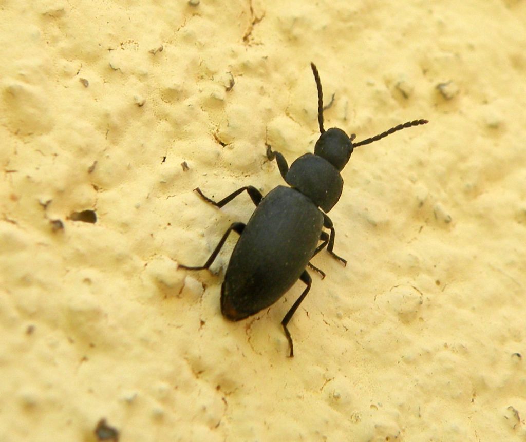 Cephalostenus sp?